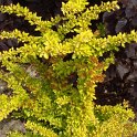Berberis thunbergii 'Aurea'